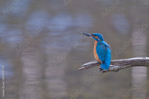 wild lebende tiere, eisvogel, tier, natur, robin, bird,