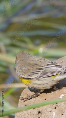 Vertical Video Yellow-rumped Warbler Bird on a Rock in Arizona Slow Motion photo