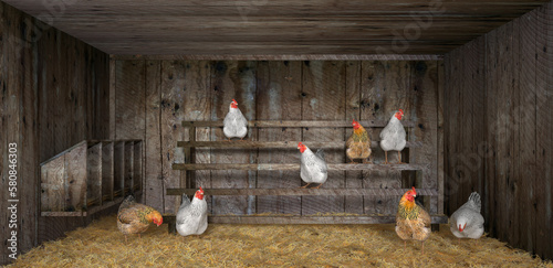 chicken coop with hens made of old wood lined with hay