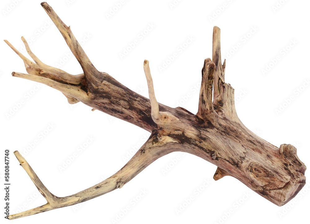 Fototapeta premium Driftwood