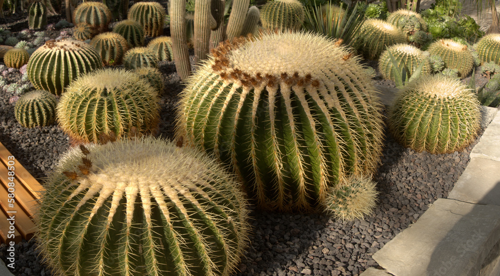 Barrel Cacti in the Cactus house in Überlingen, Germany Barrel Cacti in the Cactus house in Überlingen, Germany