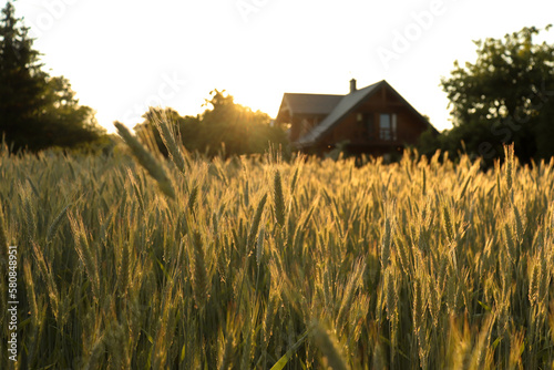 Field of wheat with a house in the background