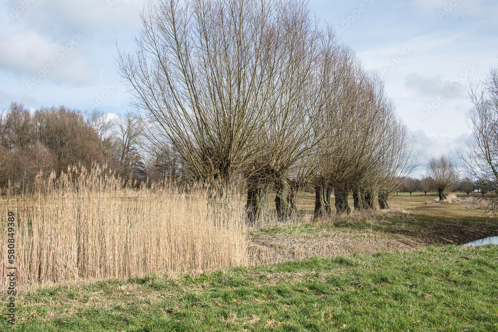 Fototapeta premium pollard willows on a row behind small reed hem and stream in a wetland Witte brink