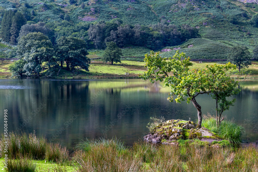 Obraz premium A small oak tree and island on Rydal Water in the Lake District National Park, Cumbria, England
