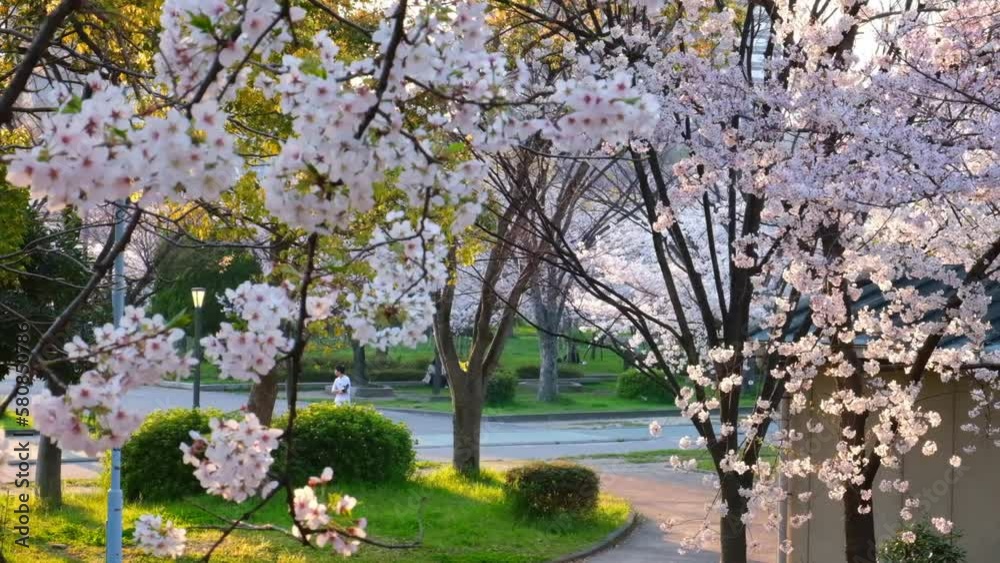 日本、桜、大阪、桜ノ宮、公園、春の風景、日本の国花 日本、桜、大阪、桜ノ宮、公園、春の風景、日本の国花
