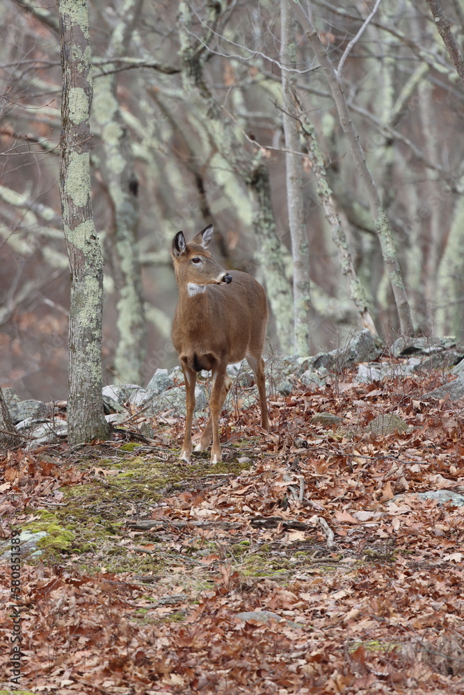 A female whitetail deer standing in the woods