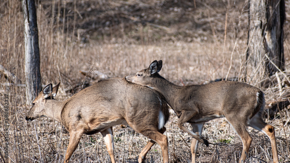 White-tailed deer putting head on back on another