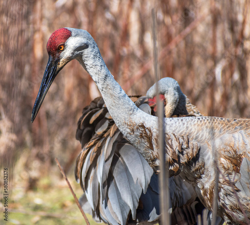 Sandhill crane(s) (Grus canadensis) foraging through swampland photo