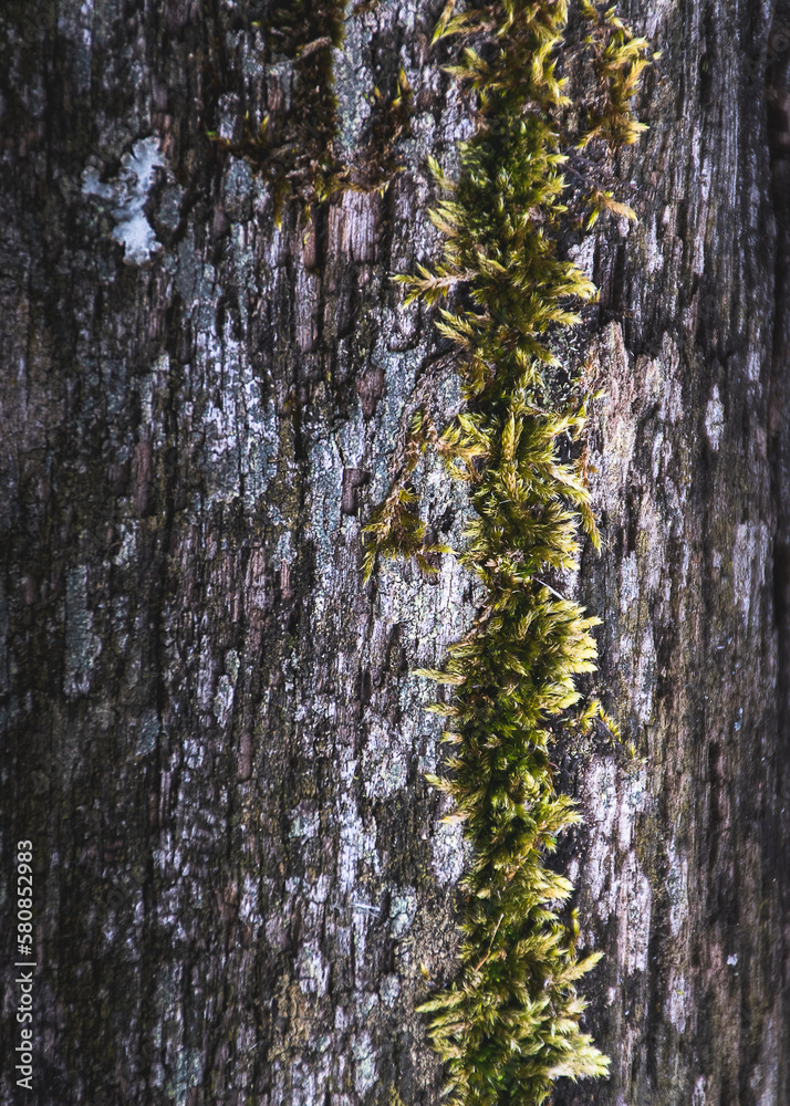 Obraz premium trees in winter
