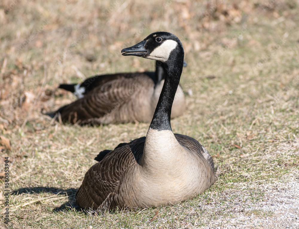 Canada goose sitting on grass with mouth open Canada goose sitting on grass with mouth open