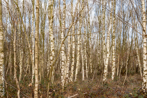 winter birch forests
