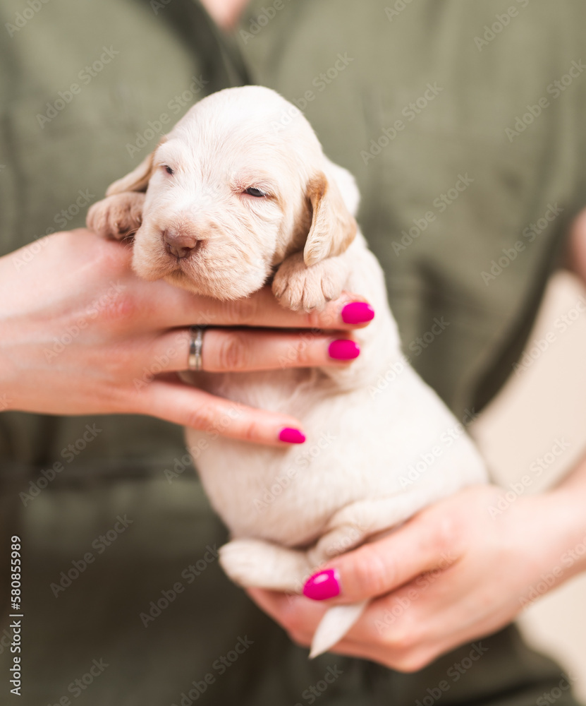 Cute spinone italiano 2 week old puppies Cute spinone italiano 2 week old puppies