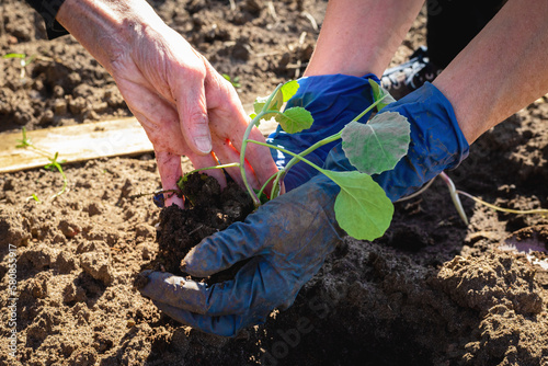 Εκτύπωση καμβά Elderly hands with a seedling