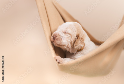 Little cute 2 week old spinner Italiano puppy professional photoshoot photo