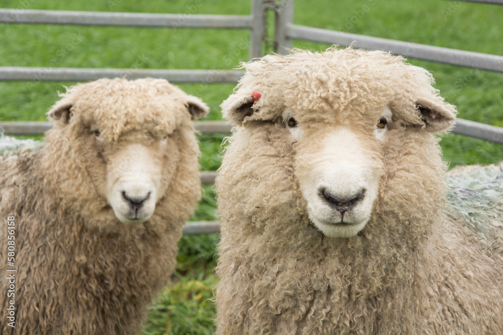Livestock, close-up of Merino sheep, portrait 