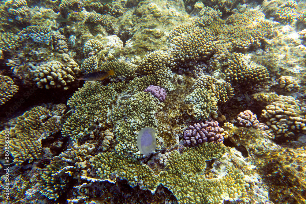 View of corals at Sharm El Sheik View of corals at Sharm El Sheik