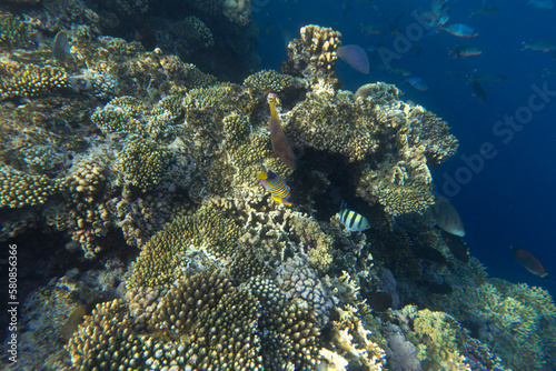 View of corals at Sharm El Sheik