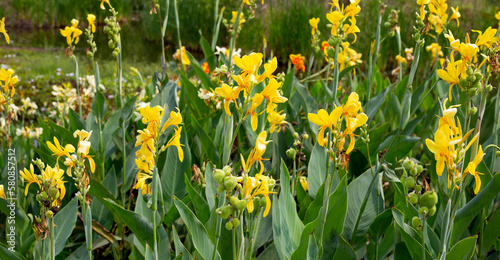 Fototapeta Naklejka Na Ścianę i Meble -  Beautiful canna yellow flower with green leaves in the garden