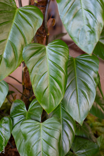Philodendron majesty, beautiful black leaves