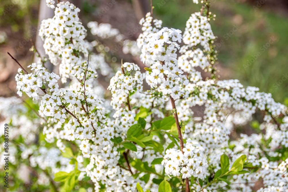 bridal wreath flower, spiraea, white flowers in spring