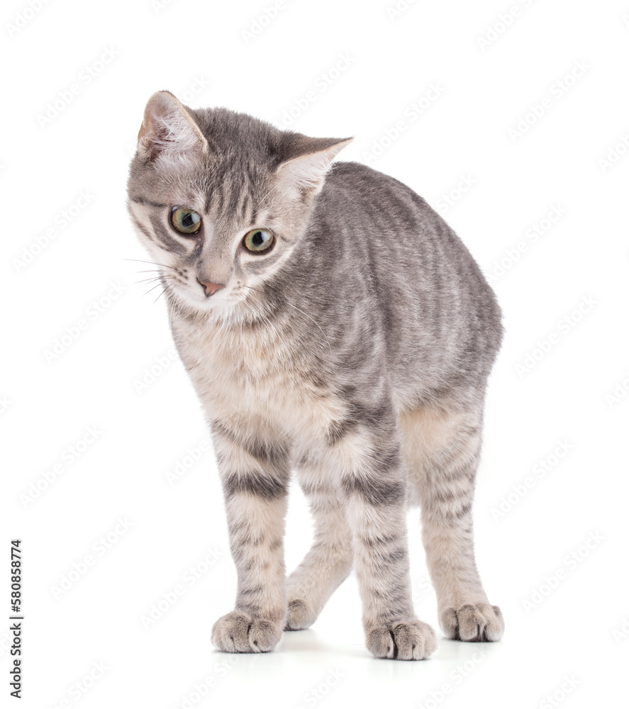 Obraz premium curious grey kitten