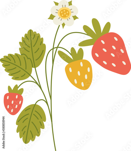 Strawberry plant with berries and flowers flat illustration