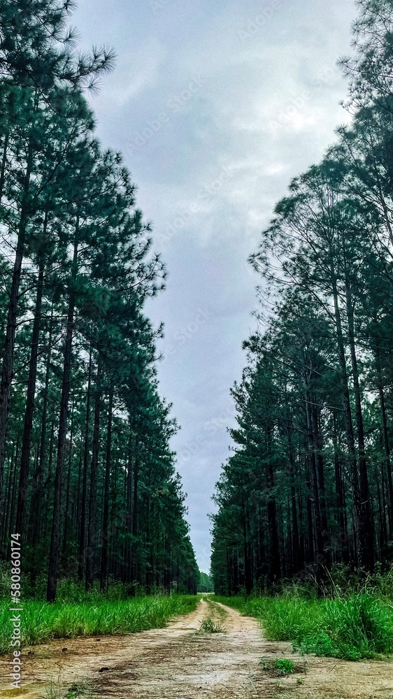 Obraz premium road in the forest