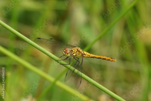 Closeup on a Ruddy darter, Sympetrum sanguineum sitting on a straw against a green background in the field