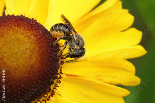 Closeup on a Jersey mason bee, Osmia niveata, sitting on a yellow sneezeweed, Helenium, flower photo