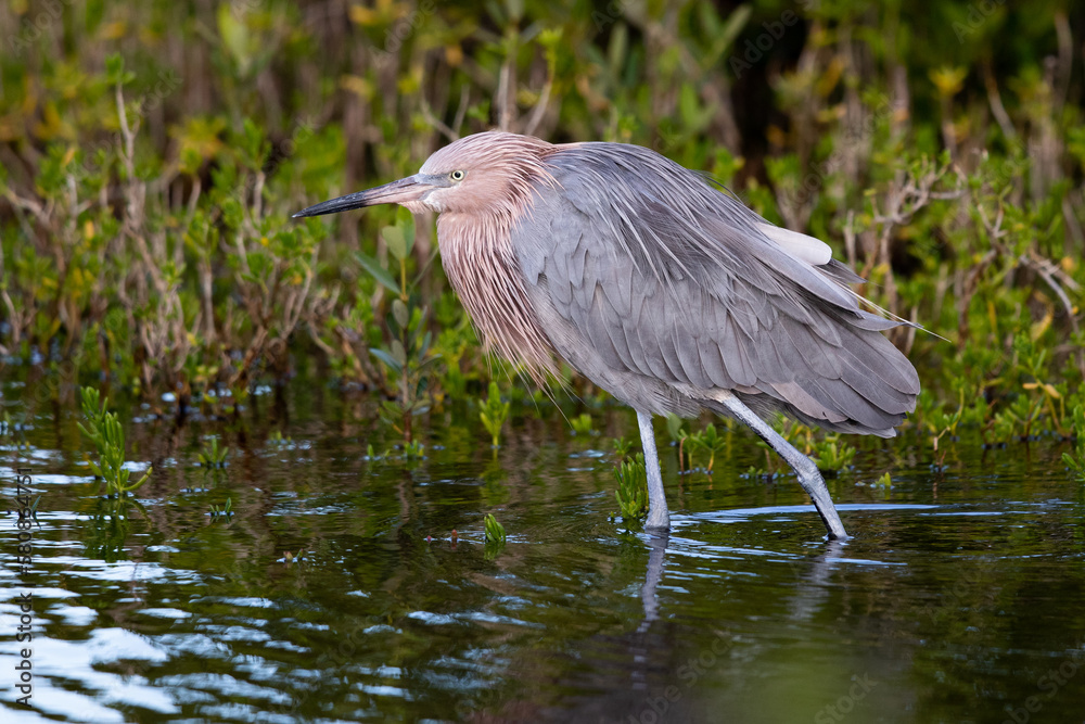 Fototapeta premium Reddish Egret