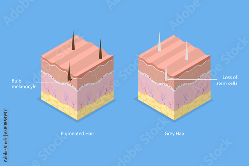 3D Isometric Flat Vector Conceptual Illustration of Pigmanted And Gray Hair, Melanocyte Stem Cells