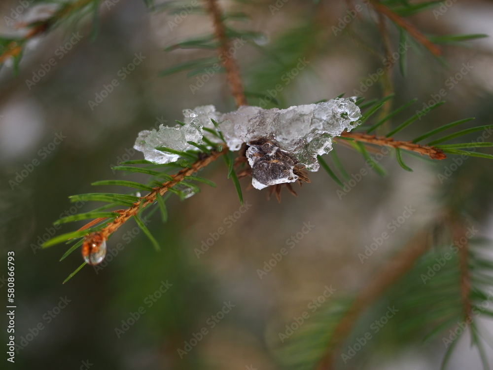 Melting ice on a twiig of a conifer tree