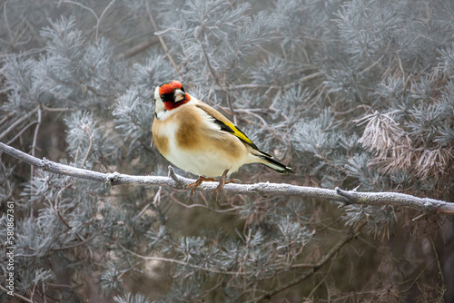 The European goldfinch sits on a branch in spring on green background. Beautiful songbird The European goldfinch in wildlife. European goldfinch or simply goldfinch, latin name Carduelis carduelis.