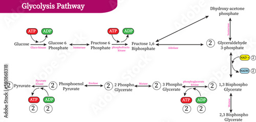 Glycolysis is the metabolic pathway that converts glucose (C6H12O6) into pyruvate
