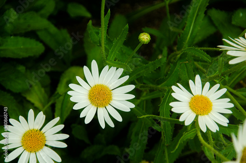 Garden of daisies.