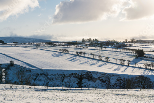 A line of trees cast shadows across a snow-covered field in Ireland
