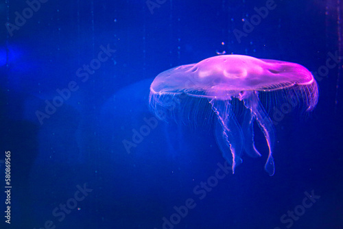 Vivid Jelly Fish  © William