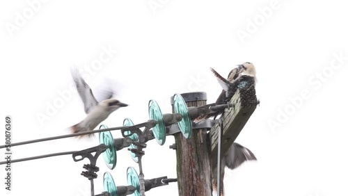 Laughing Kookaburra's calling on top of telegraph pole
