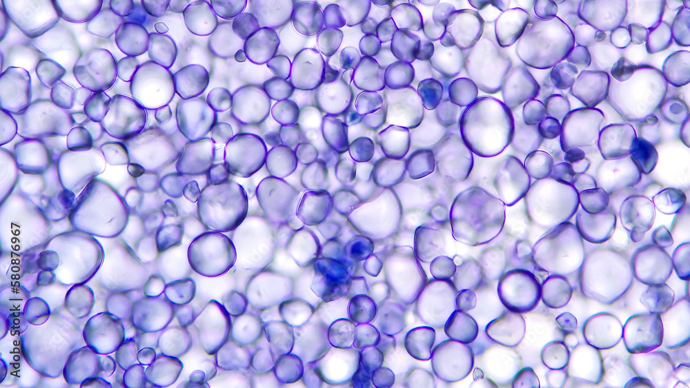 Sweet potato starch grain. Stained by lugol iodine. Selective focus image Sweet potato starch grain. Stained by lugol iodine. Selective focus image