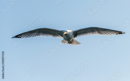 European Herring Gull  Larus argentatus 