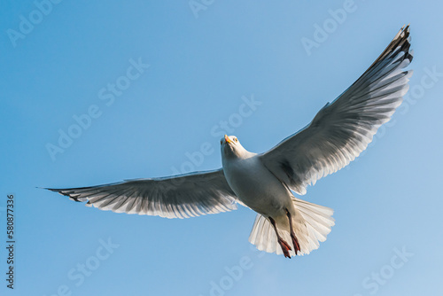 European Herring Gull, Larus argentatus	