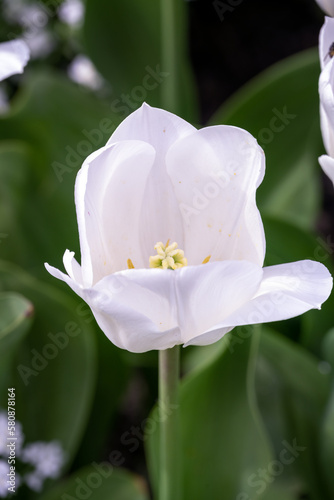 Fototapeta Naklejka Na Ścianę i Meble -  Tulip White Dream, closeup