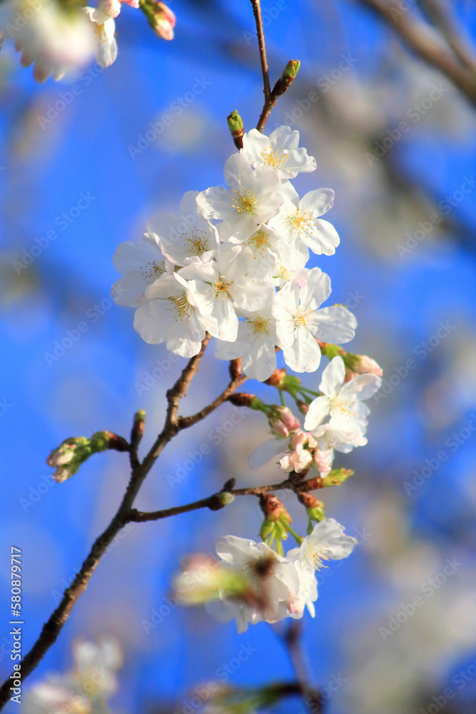 白い大島桜のクローズアップ 白い大島桜のクローズアップ