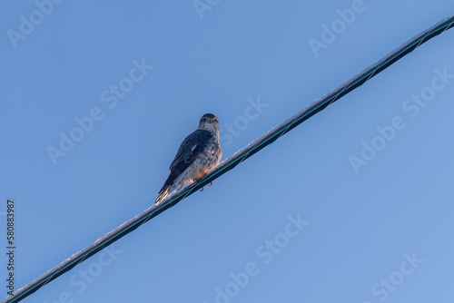 The Merlin (Falco columbarius), juvenile bird.  Is a small species of falcon. Natural scene from Wisconsin. Can catch birds larger than itself, but hunts insects and smaller prey. 