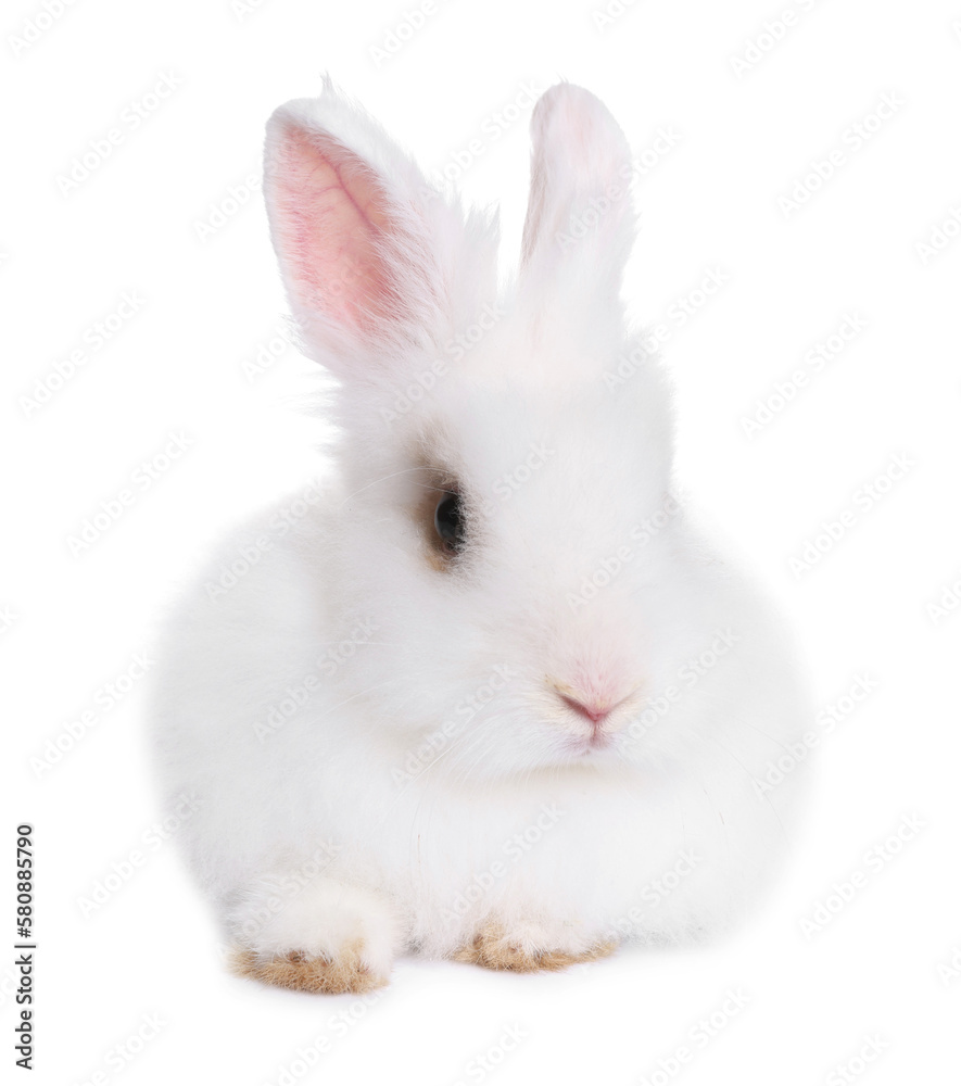 Fluffy rabbit on white background. Cute pet Fluffy rabbit on white background. Cute pet