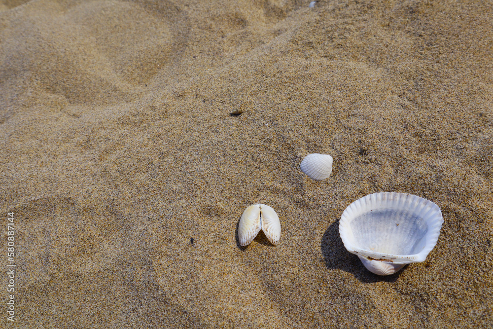 Seashells on the sand of the beach. Summer vacation concept. Seashells on the sand of the beach. Summer vacation concept.