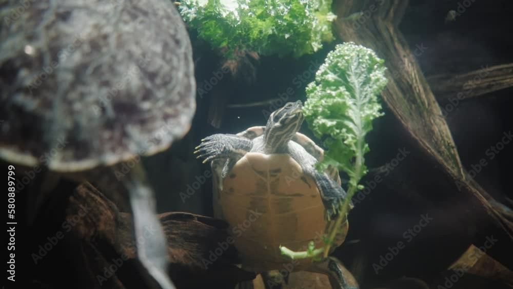 A yellow-bellied turtle eating some greenery underwater A yellow-bellied turtle eating some greenery underwater