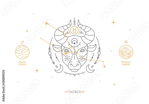 Taurus zodiac sign with description of personal features. Astrology horoscope card with zodiac constellation on white background thin line vector illustration