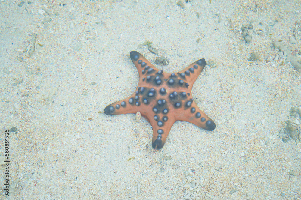 A starfish is lying on the sand in the shallow water A starfish is lying on the sand in the shallow water