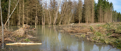 Deforested and flooded forest area in Germany after heavy rain. Coniferous forests are usually not particularly well adapted to flooding and it can lead to tree death..